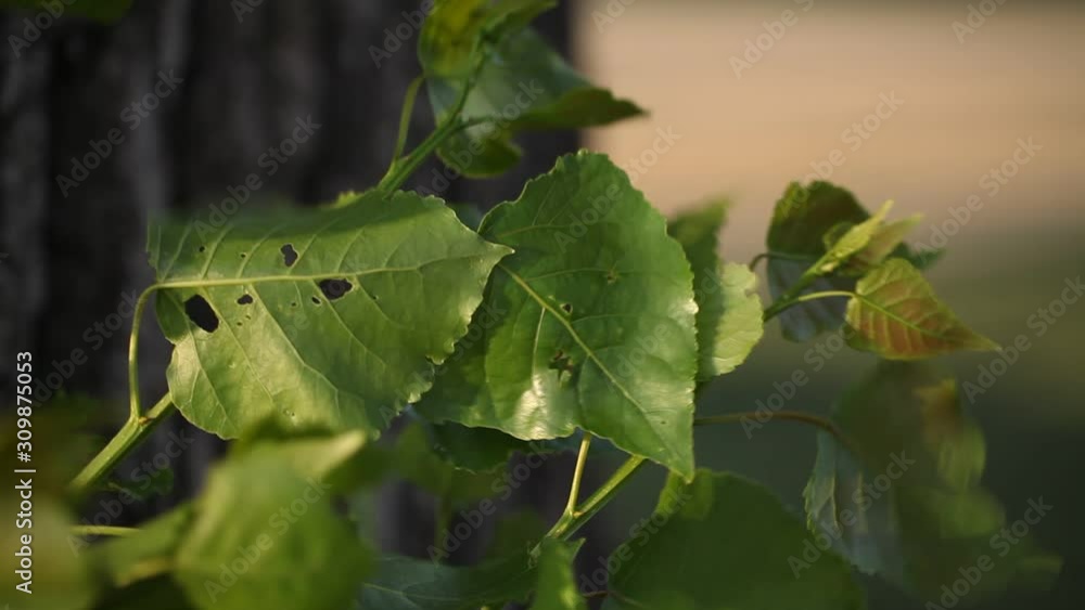 Close up shot of green leaves swaying in the wind with blurred background on a sunny day Close up shot of green leaves swaying in the wind with blurred background on a sunny day