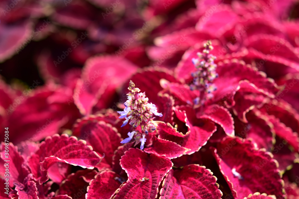 コリウスの花 Stock 写真 Adobe Stock