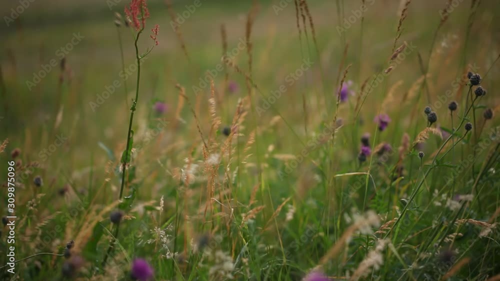 Tilt up shot of plants swaying in the wind Tilt up shot of plants swaying in the wind