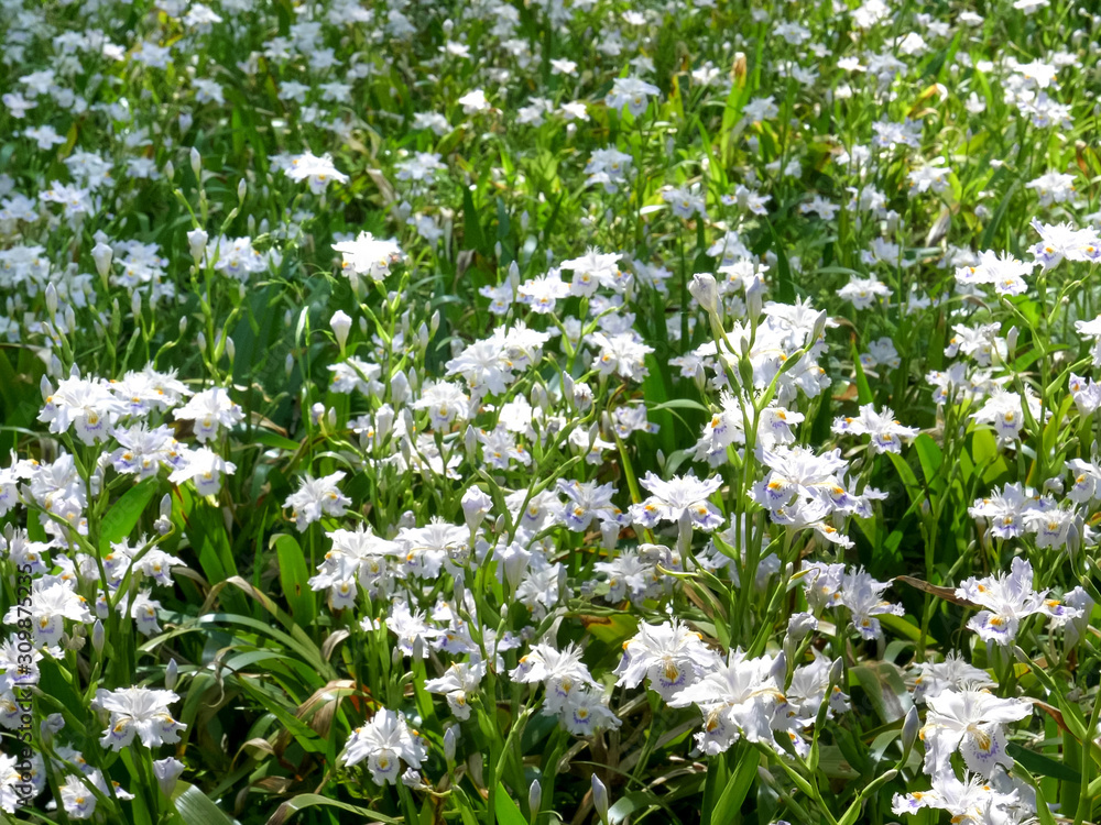 japanese iris in imperial palace's east garden at tokyo japanese iris in imperial palace's east garden at tokyo