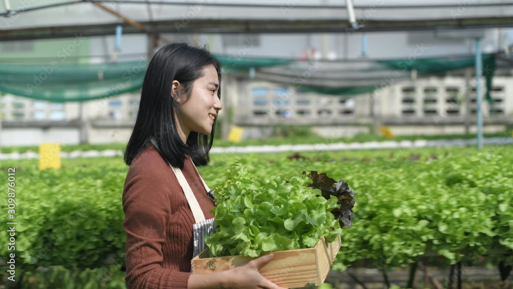 Agricultural concepts. Gardeners are walking to harvest the produce in the farm. 4k Resolution. Agricultural concepts. Gardeners are walking to harvest the produce in the farm. 4k Resolution.