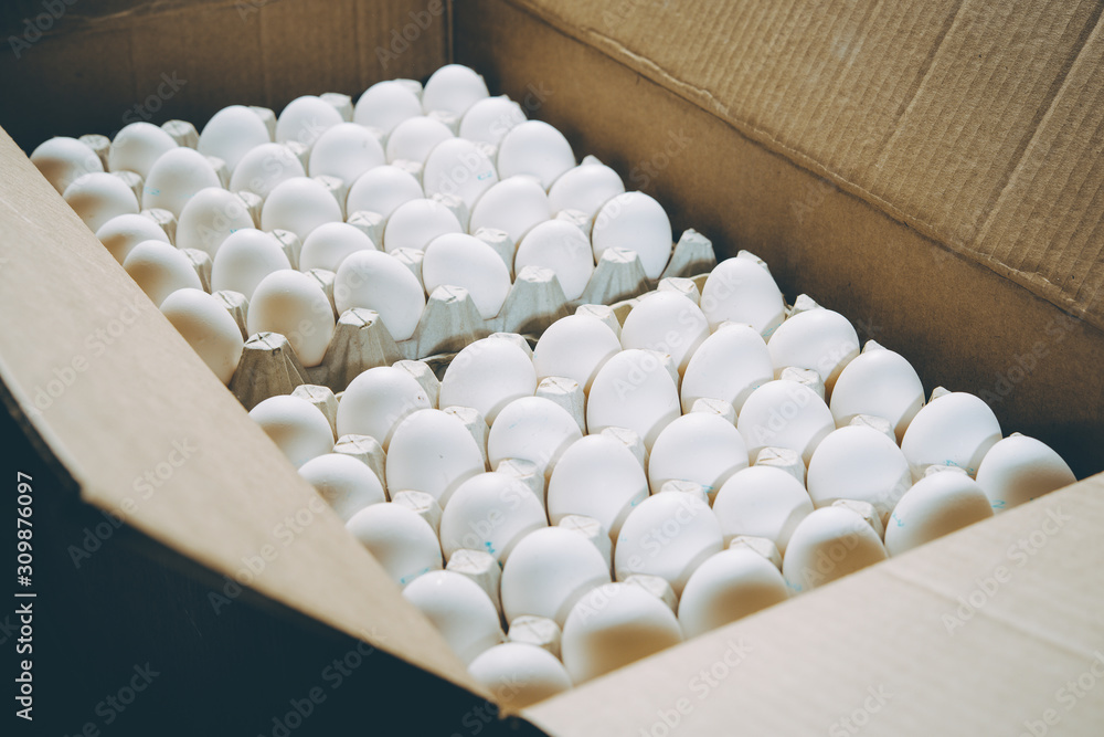Obraz premium egg factory plant agriculture poultry chicken farm