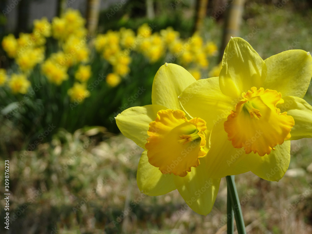 Obraz premium 竹林と水仙の風景をぼかして右にラッパスイセンをクローズアップ／Narcissus