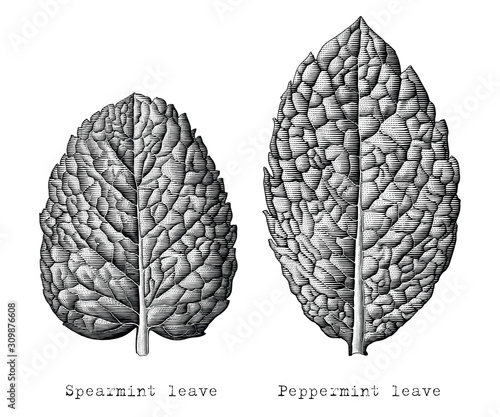 Antique engraving illustration of Mint leaf hand draw black and white clip art isolated on white background