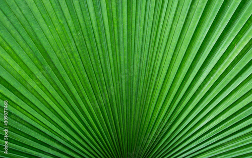 Close-up of green palm leaf striped line and textured