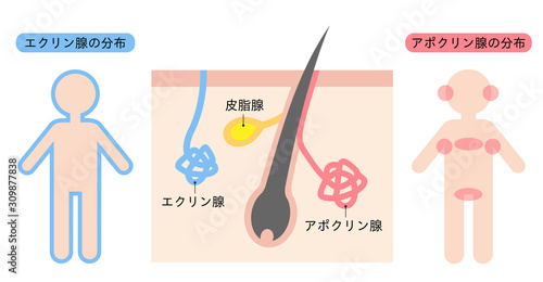 アポクリン汗腺とエクリン汗腺の分布　肌の断面図