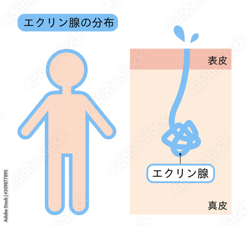 エクリン汗腺の分布　肌の断面図