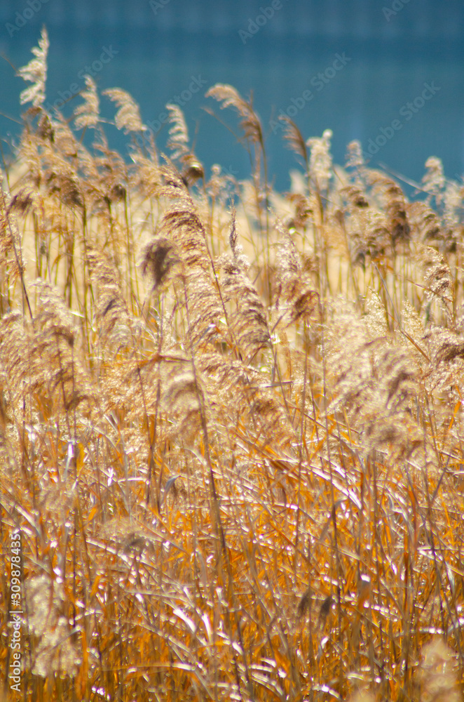 Fototapeta premium すすき