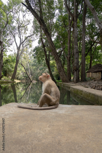 Monkey Looking into trees by sitting on the wall of water pound