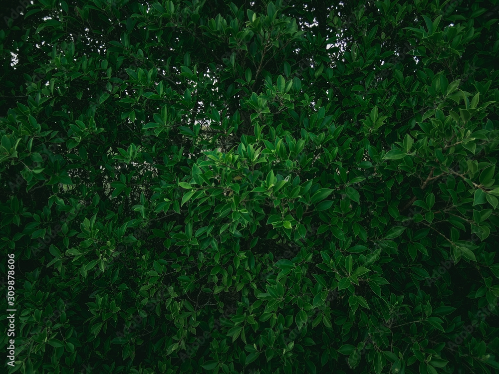 Dark green leaves nature background, fresh, environment, tropical, ecology, spring. space for your design or text. product display Dark green leaves nature background, fresh, environment, tropical, ecology, spring. space for your design or text. product display