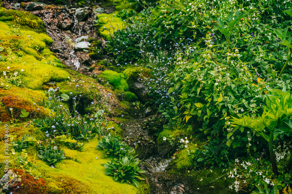 Scenic landscape with clear spring water stream among thick moss and lush vegetation. Mountain creek on mossy slope with fresh greenery and many small flowers. Colorful scenery with rich alpine flora. Scenic landscape with clear spring water stream among thick moss and lush vegetation. Mountain creek on mossy slope with fresh greenery and many small flowers. Colorful scenery with rich alpine flora.