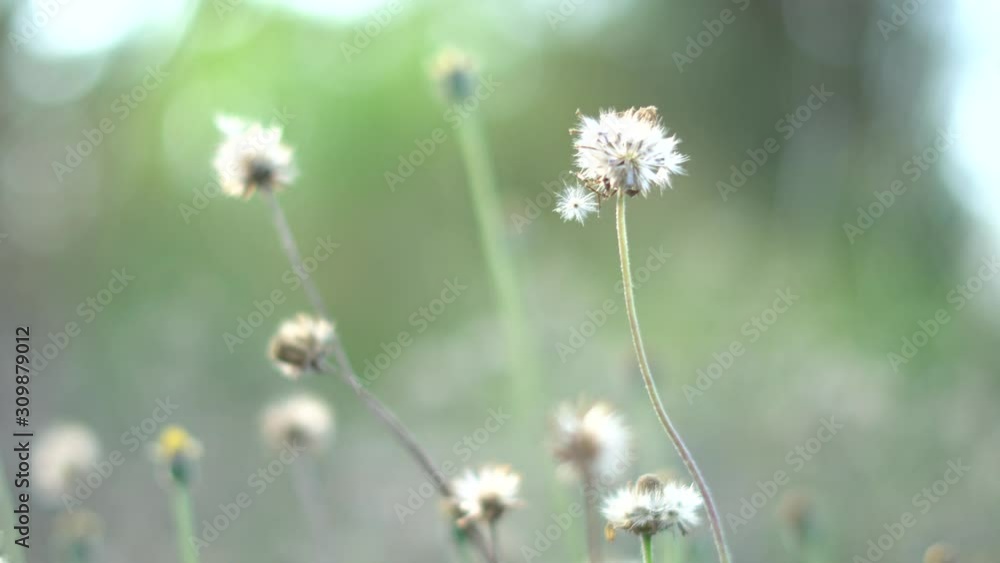 The grass was blown by the wind blowing in beautiful sunlight The grass was blown by the wind blowing in beautiful sunlight