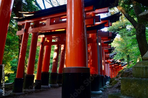 Bild auf Leinwand Fushimi Inari-Taisha: santuario sintoísta de los 32.000 torii