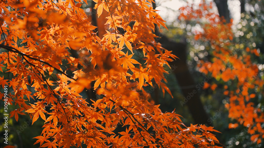 日本の秋 紅葉風景 日本の秋 紅葉風景