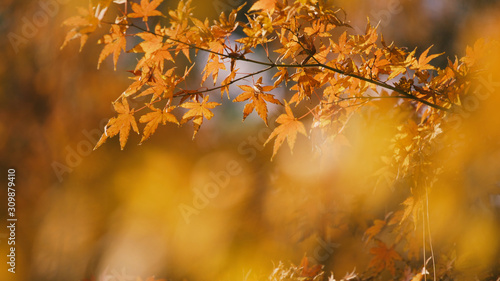 日本の秋 紅葉風景