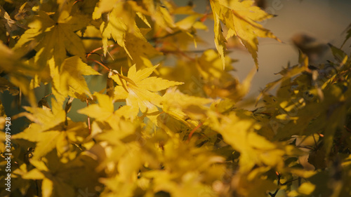 日本の秋　紅葉風景