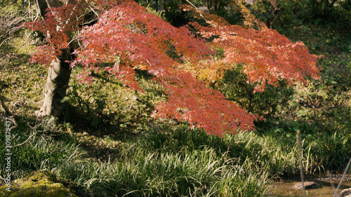 日本の秋　紅葉風景
