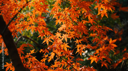 日本の秋　紅葉風景