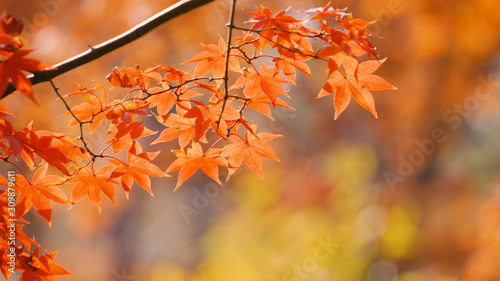日本の秋　紅葉風景