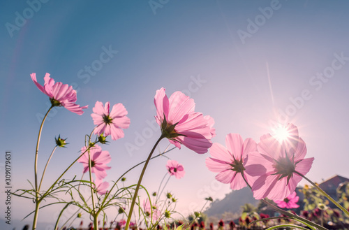 Pink cosmos flowers garden against sunbeams in the morning over clear empty sky with copy space for text  Summer love nature Concept background