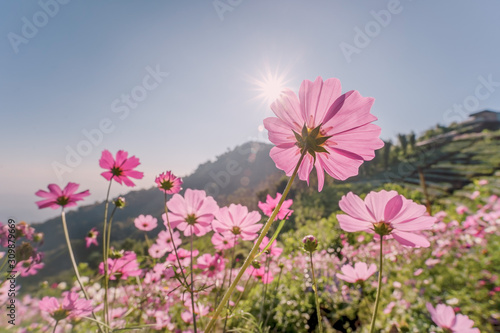 Pink cosmos flowers garden against sunbeams in the morning over clear empty sky with copy space for text  Summer love nature Concept background