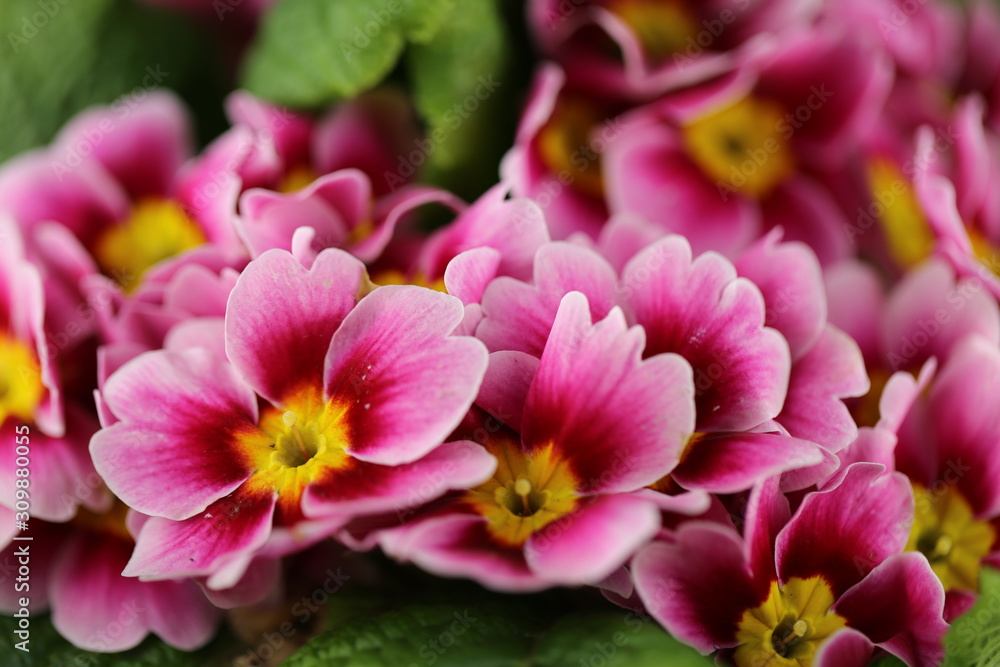 Obraz premium Spring flowers. Primrose flower.Primrose pink closeup on bright fuchsia with bokeh background.Bright floral pink background.
