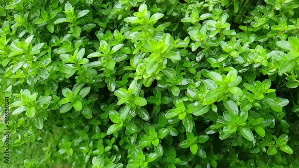 Rain drops slowly falling on green leaves of Thyme herb bush, calm and serene nature footage. Rain drops slowly falling on green leaves of Thyme herb bush, calm and serene nature footage.