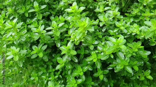 Wallpaper Mural Rain drops slowly falling on green leaves of Thyme herb bush, calm and serene nature footage. Torontodigital.ca