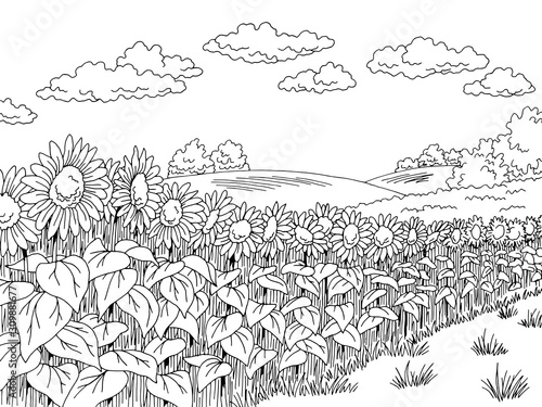 Sunflower field graphic black white landscape sketch illustration vector