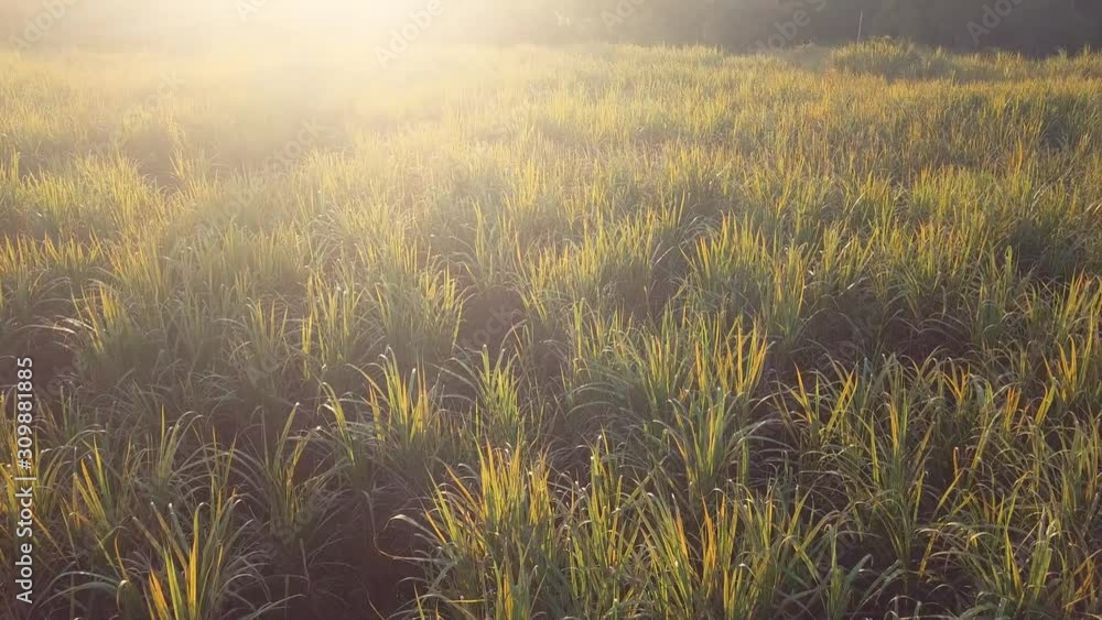 A sugar cane field in beautiful sunlight in Thailand at a high angle from a drone A sugar cane field in beautiful sunlight in Thailand at a high angle from a drone