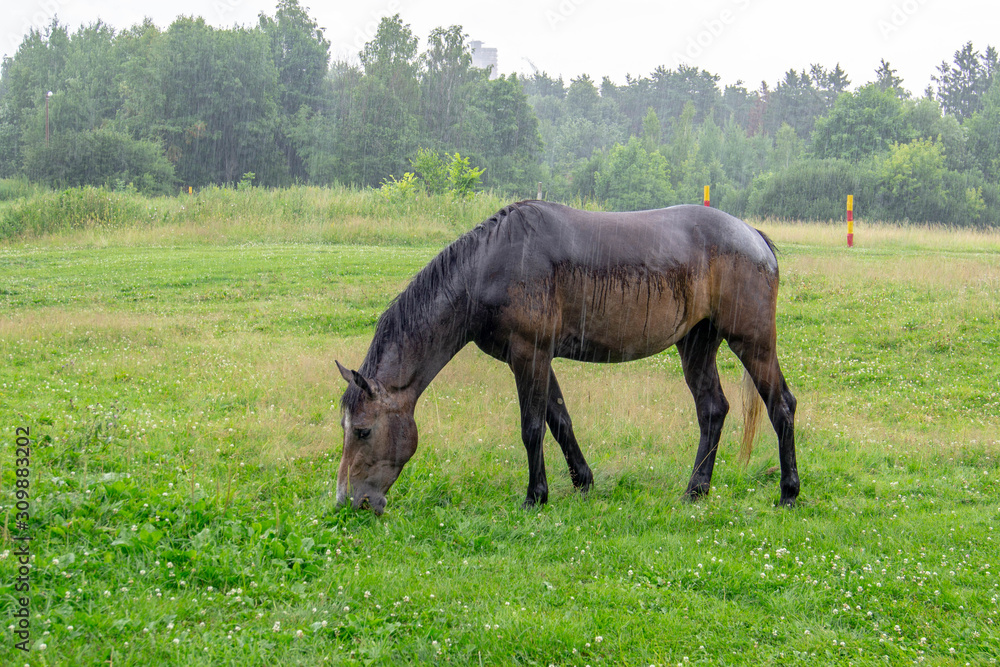 Brown horse grazing in the rain in a forest clearing on a summer day