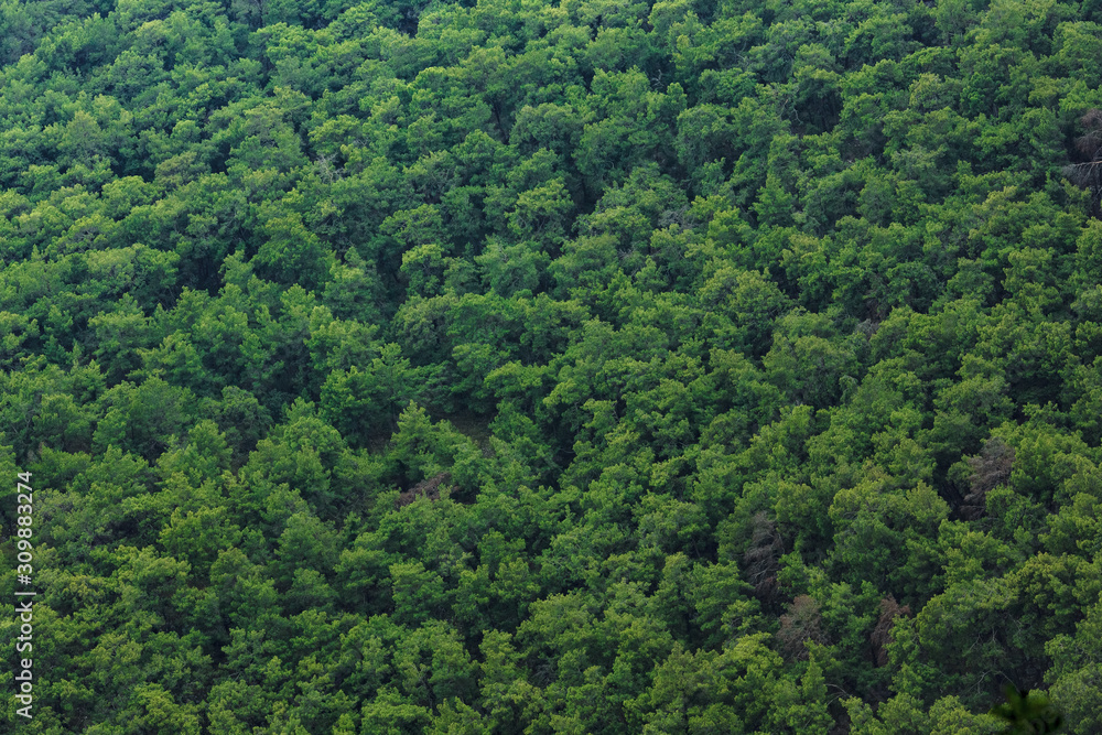 top view of the tops of trees of coniferous forests in the Antalya, Turkey