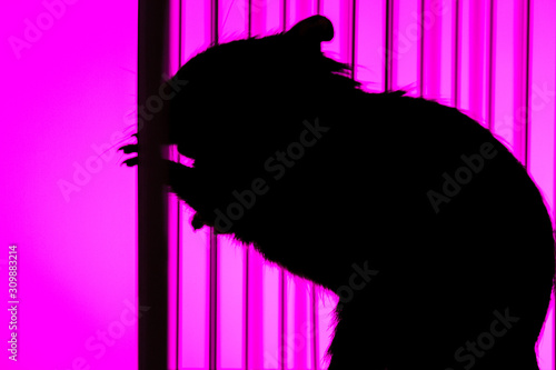 concept photography pest rodent protection.  Rodent rat trying to get out of the cage standing on its hind legs. Silhouette in the backlight with a background color Magenta.
