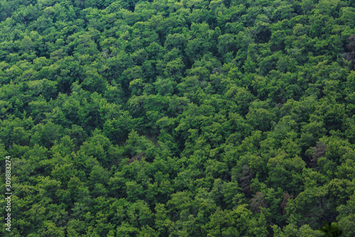 top view of the tops of trees of coniferous forests in the Antalya, Turkey