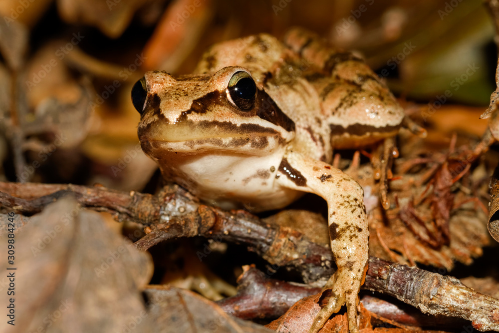 Fototapeta premium Brown frog hiding in the forest floor
