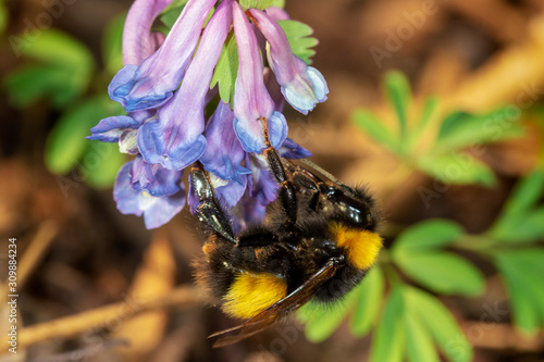 Pollination of the fumewort (Corydalis solida) by the bumbleebee in early spring photo