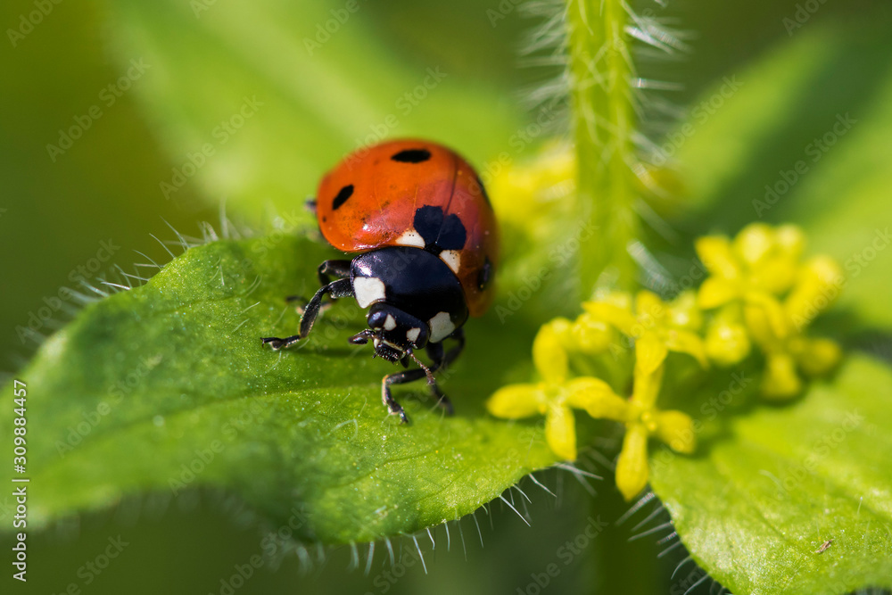 Fototapeta premium Portrait of the seven-spot ladybird