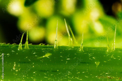 Close-up of the Nettle, Urtica dioica photo