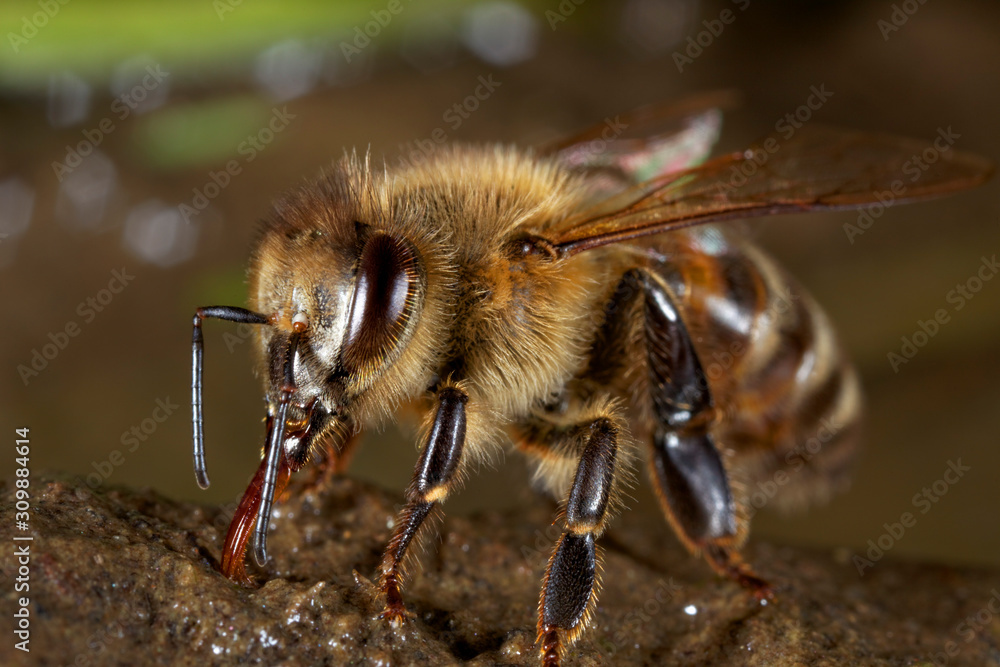 European honey bee drinking water from wet soil European honey bee drinking water from wet soil