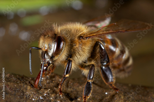 European honey bee drinking water from wet soil Fototapeta