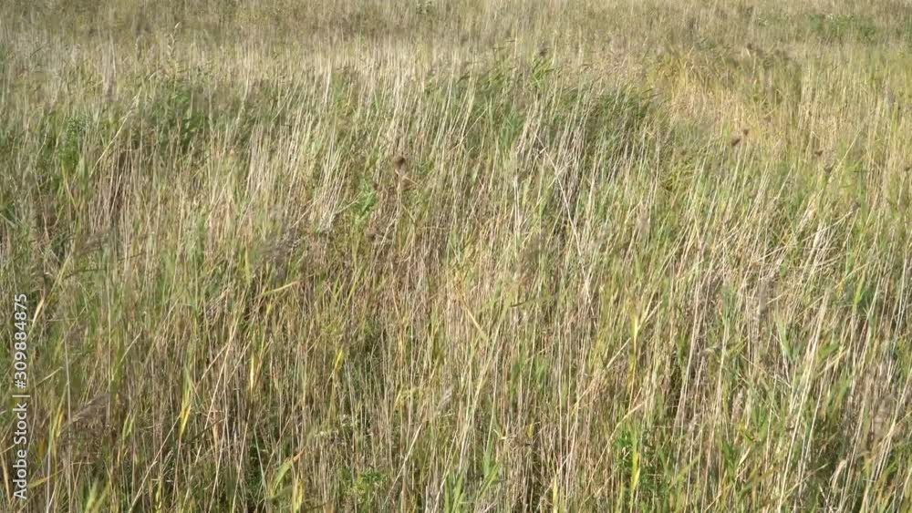 Marram grass on sand dunes moving in the wind Marram grass on sand dunes moving in the wind