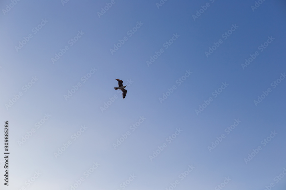 Seagull on a background of blue sky