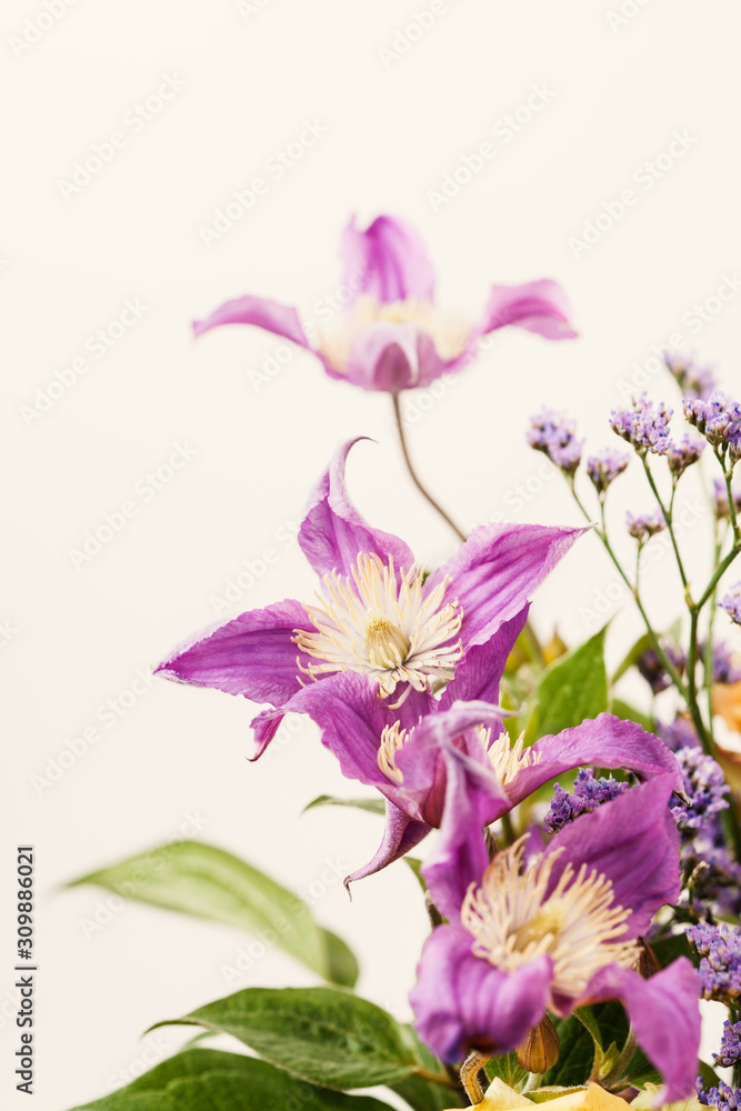 Purple clematis and sea-lavander Purple clematis and sea-lavander