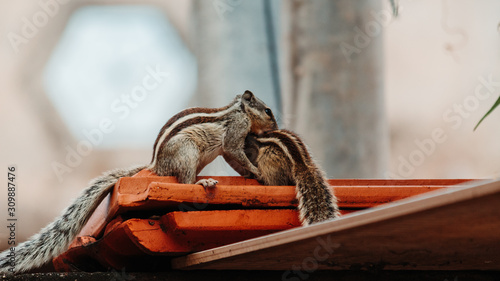 Closeup shot of two squirrels