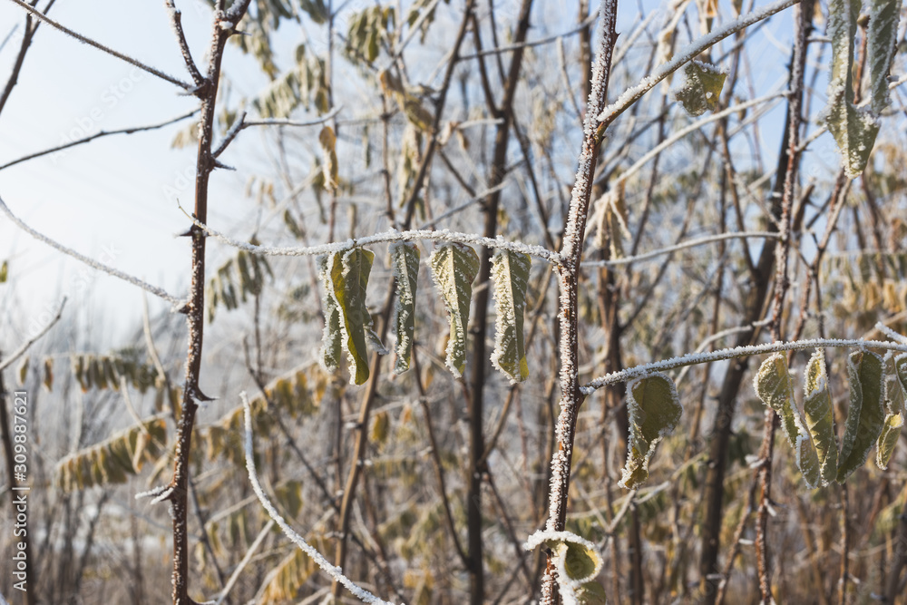 Obraz premium Leaves of acacia covered with hoarfrost