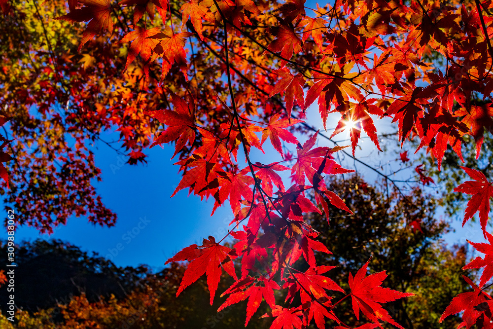 Autumn leaves of Momiji Road in Futtsu City, Chiba Prefecture. Autumn leaves of Momiji Road in Futtsu City, Chiba Prefecture.