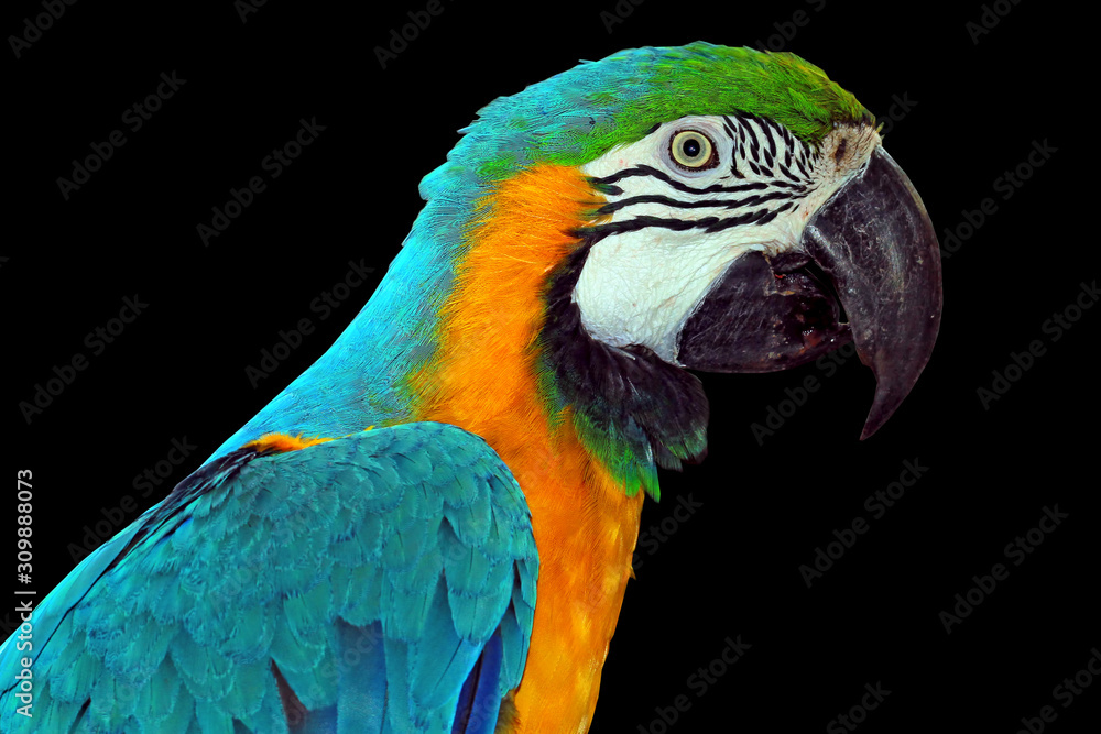 Fototapeta premium ara macao, macaw bird