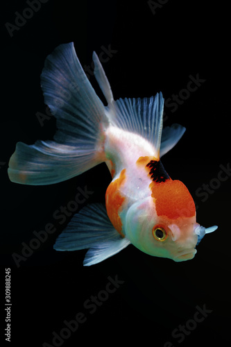 goldfish red cap oranda © Opayaza