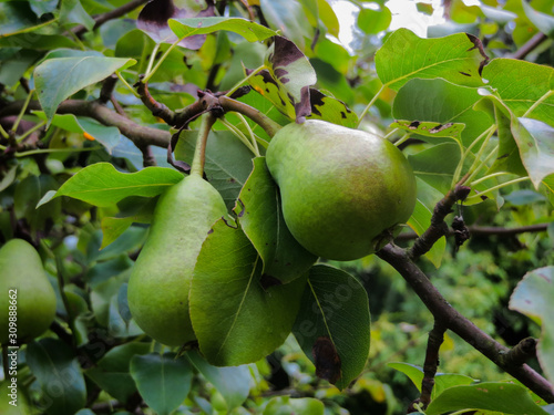 Not ripened green pear fruit on a tree.
