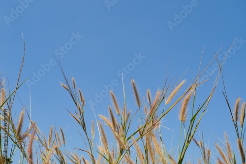 Group of Purple color Chinese fountain grass blossom on tree  Flower full of hairs with beautiful blue sky in the background